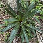 Tradescantia spathaceaList