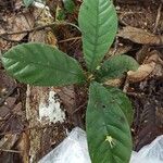 Artocarpus elasticus Leaf