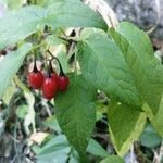 Solanum dulcamara Frutto