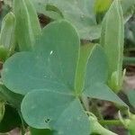 Oxalis dillenii Leaf