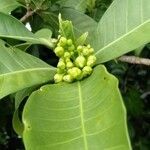 Tabernaemontana macrocarpa Flor