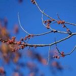 Acer rubrum Kvet