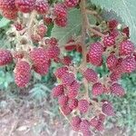 Rubus urticifolius Fruit