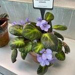 Streptocarpus ionanthusFlor