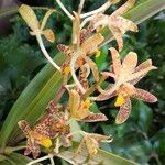 Ansellia africana Λουλούδι