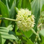 Allium victorialis Floare