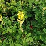 Crotalaria pallida Цвят