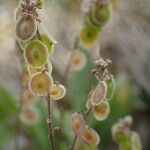 Clypeola jonthlaspi Fruit