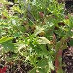 Pelargonium exhibens Leaf