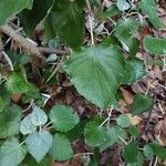 Pericallis appendiculata Leaf