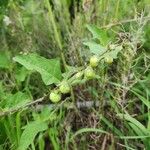 Solanum carolinense Ffrwyth