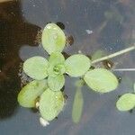 Callitriche stagnalis Leaf