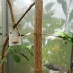 Brunfelsia undulata Coajă