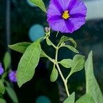 Lycianthes rantonnetii Mosusu