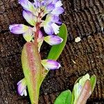 Polygala amarella Flor