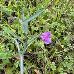 Lathyrus clymenum Habitat