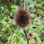 Dipsacus sativus Fruit