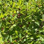 Ilex mucronata Frucht