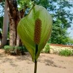 Calla palustris Flor