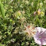 Trifolium stellatum Кветка