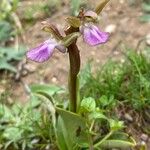 Anacamptis collina Habitus