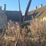 Typha latifolia Fruchs