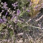 Salvia abrotanoides Blüte