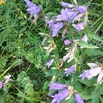 Campanula tracheliumFlor