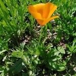 Eschscholzia californicaFlor