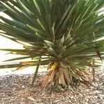 Agave sisalana Blad