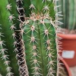 Pachycereus pecten-aboriginum Bark