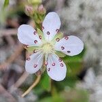 Sibbaldia tridentata फूल