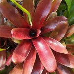 Aechmea caudata Blatt