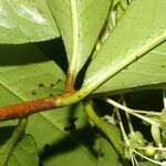 Ardisia opegrapha Leaf