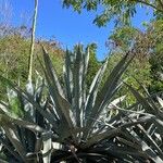 Agave americanaList