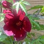 Hibiscus acetosella Blatt