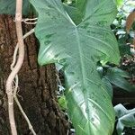 Philodendron bipennifolium Φύλλο