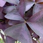 Oxalis triangularis برگ