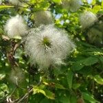 Clematis alpina Frucht