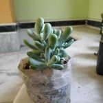 Sedum allantoides Folha