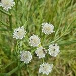 Oenanthe silaifolia Flower