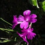 Primula hirsutaFlor