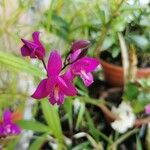 Bletia purpurea Kukka