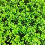 Buxus sinica Hábito