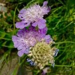 Scabiosa columbaria Flower