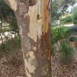 Eucalyptus tenuiramis Bark