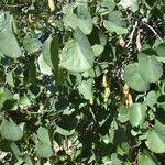 Cercis occidentalis Hostoa
