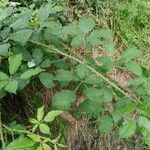 Rubus winteri Blad