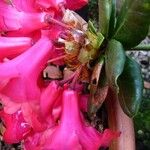 Rhododendron buxifolium