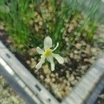 Narcissus × perezlarae 花